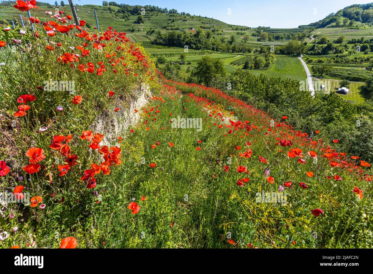 Gemeine Mohnblume, Maismohn, Roter Mohn (Papaver rhoeas), blühender Maismohn im Sand und Weinberge im Kaiserstuhl, Deutschland, Stockfoto