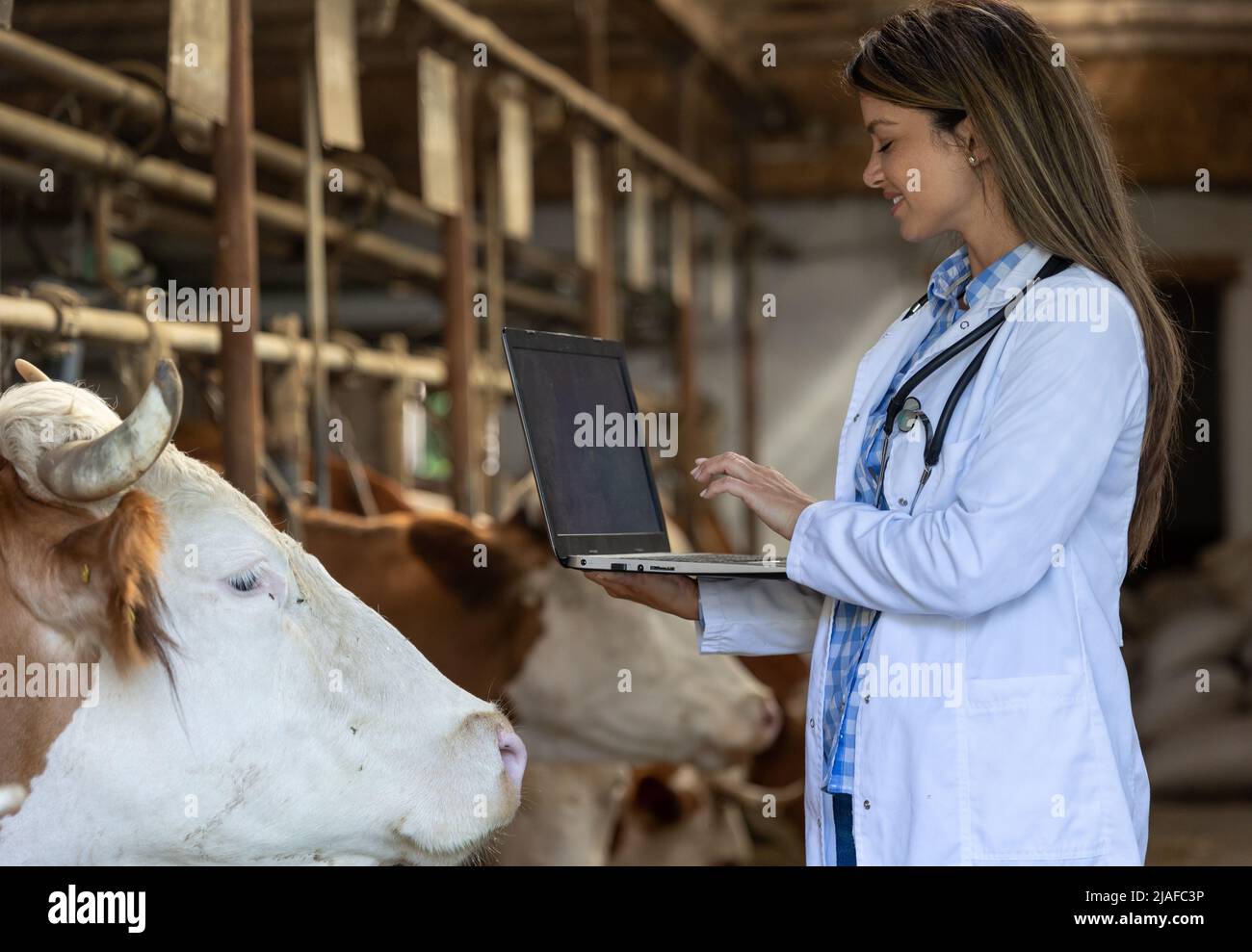 Tierarzt untersucht und pflegt die Kuh auf dem lokalen Bauernhof Stockfoto