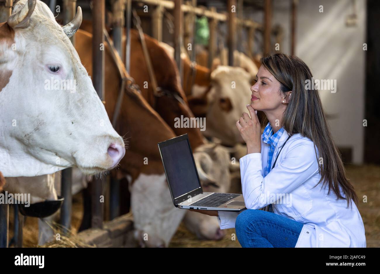 Tierarzt untersucht und pflegt die Kuh auf dem lokalen Bauernhof Stockfoto