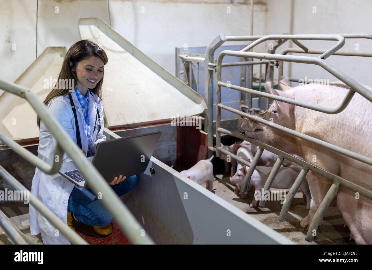 Frau Tierärztin im weißen Mantel Blick auf Laptop neben Schweinen im Stall Stockfoto