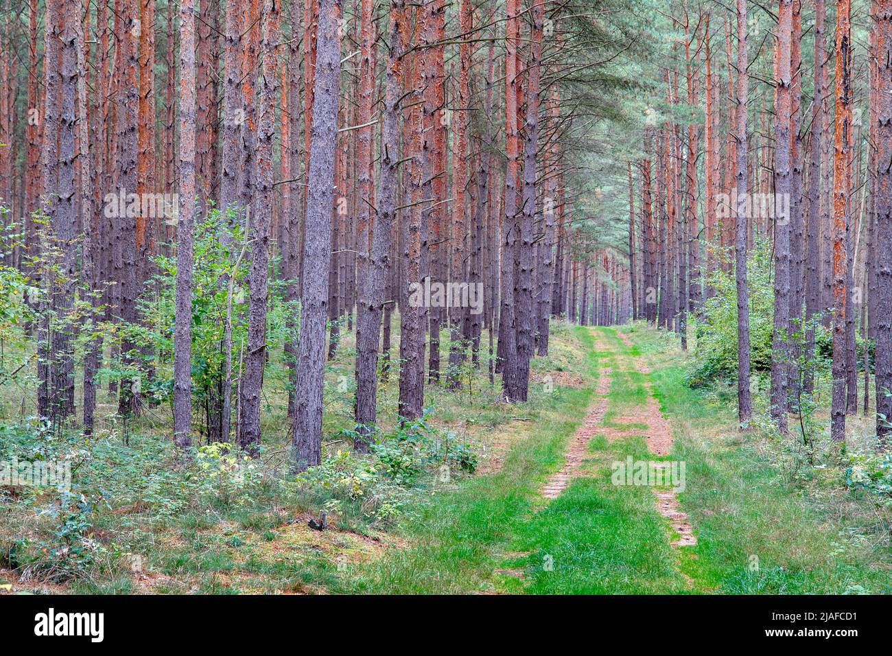 Schottenkiefer, Schottenkiefer (Pinus sylvestris), Waldweg durch einen Kiefernwald an einem verschwommenen Tag, Deutschland, Mecklenburg-Vorpommern, Muritz Stockfoto