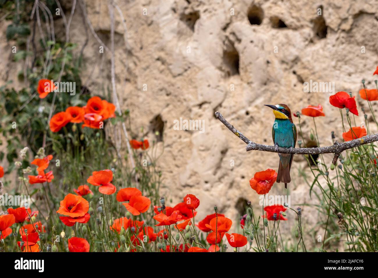 Europäischer Bienenfresser (Merops apiaster), auf einem Ast vor der Brutmauer inmitten blühender Mohnblumen, Deutschland, Baden-Württemberg Stockfoto