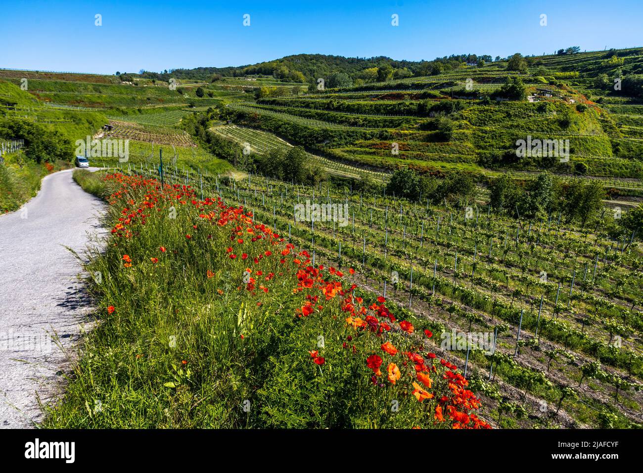 Gemeine Mohnblume, Maismohn, Roter Mohn (Papaver rhoeas), blühender Maismohn auf dem Weg, Weinberge bei Ihringen am Kaiserstuhl, Deutschland, Stockfoto