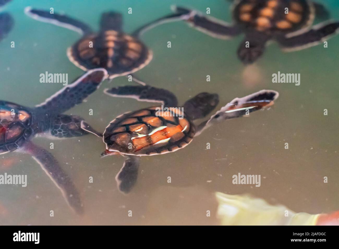 Kleine Babyschildkröten schwimmen im Pool. Sansibar, Tansania Stockfoto