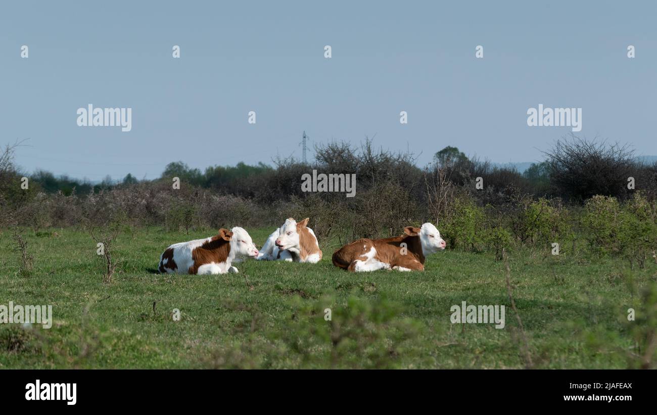 Drei Kälber, die auf Gras liegen und sich in der Sonne sonnen, Haustiere mit weißen und orangen Haaren, die während eines sonnigen Tages auf der Weide ruhen und sich gezielt darauf konzentrieren Stockfoto