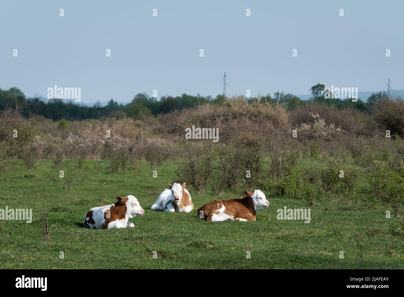 Drei Kälber liegen auf Gras, sonnen sich, Haustiere ruhen an sonnigen Tagen auf der Weide Stockfoto