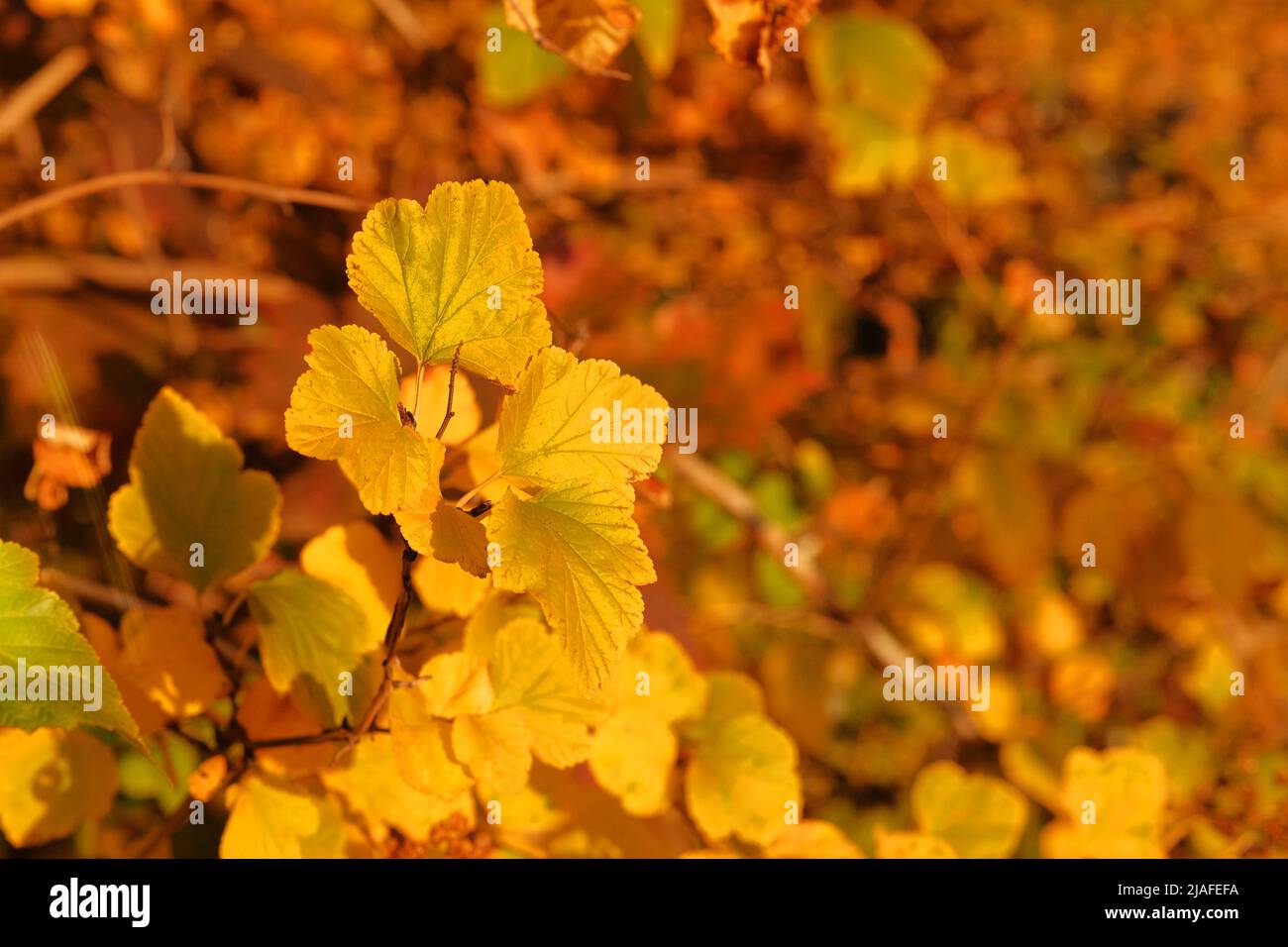 Herbst im Wald. Gelbe Herbstblätter im malerischen Herbstpark. Sonniger Tag, warmes Wetter. Stockfoto