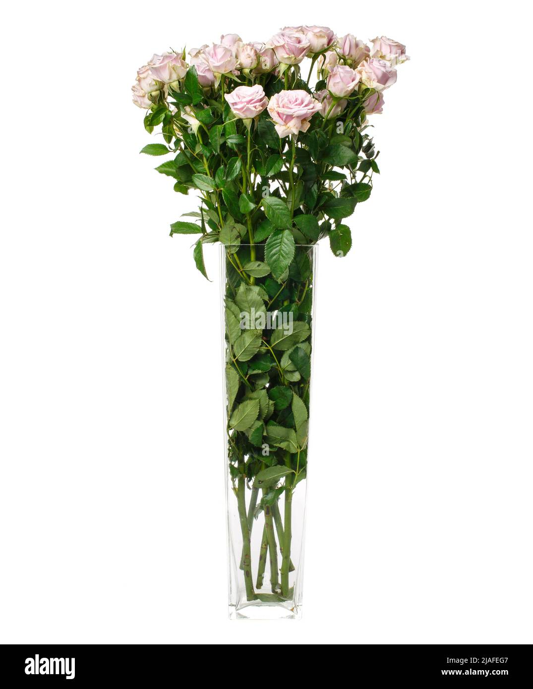 Langstielige blassrosa Rosen in Glasvase auf weißem Hintergrund. Weihnachtsstrauß. Stockfoto