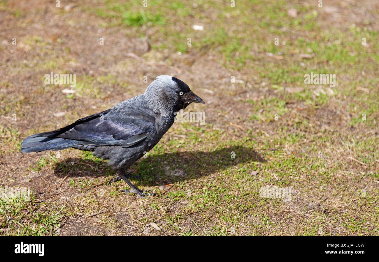 Eine Dohle, die auf dem Rasen herumläuft Stockfoto