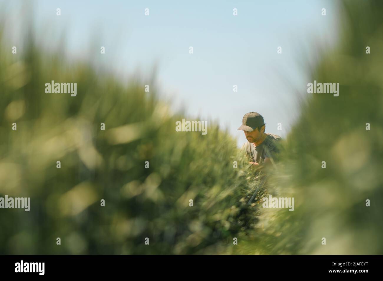 Porträt eines Bauern mittleren Alters, der in unreifen grünen Gerstenfeldern hockt und die Entwicklung des Getreidepflanzenohrs mit grünem Truckerhut und T-sh untersucht Stockfoto