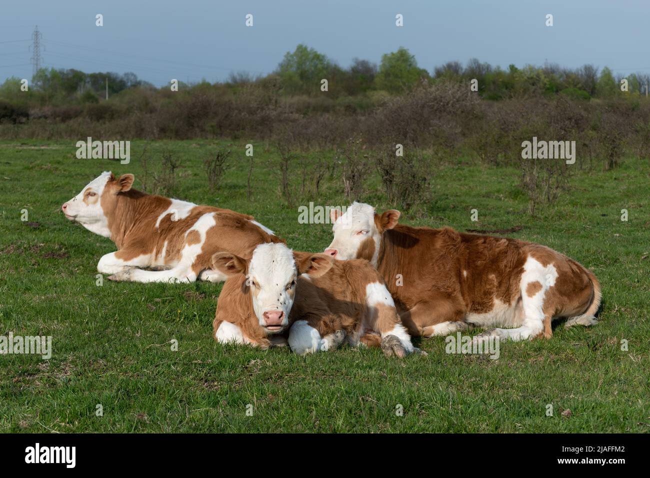 Kälber, die in der Nähe auf dem Feld ruhen, Jungtiere mit orangefarbenen und weißen Haaren, die sich an sonnigen Tagen auf der Weide auf Gras niederlegen Stockfoto
