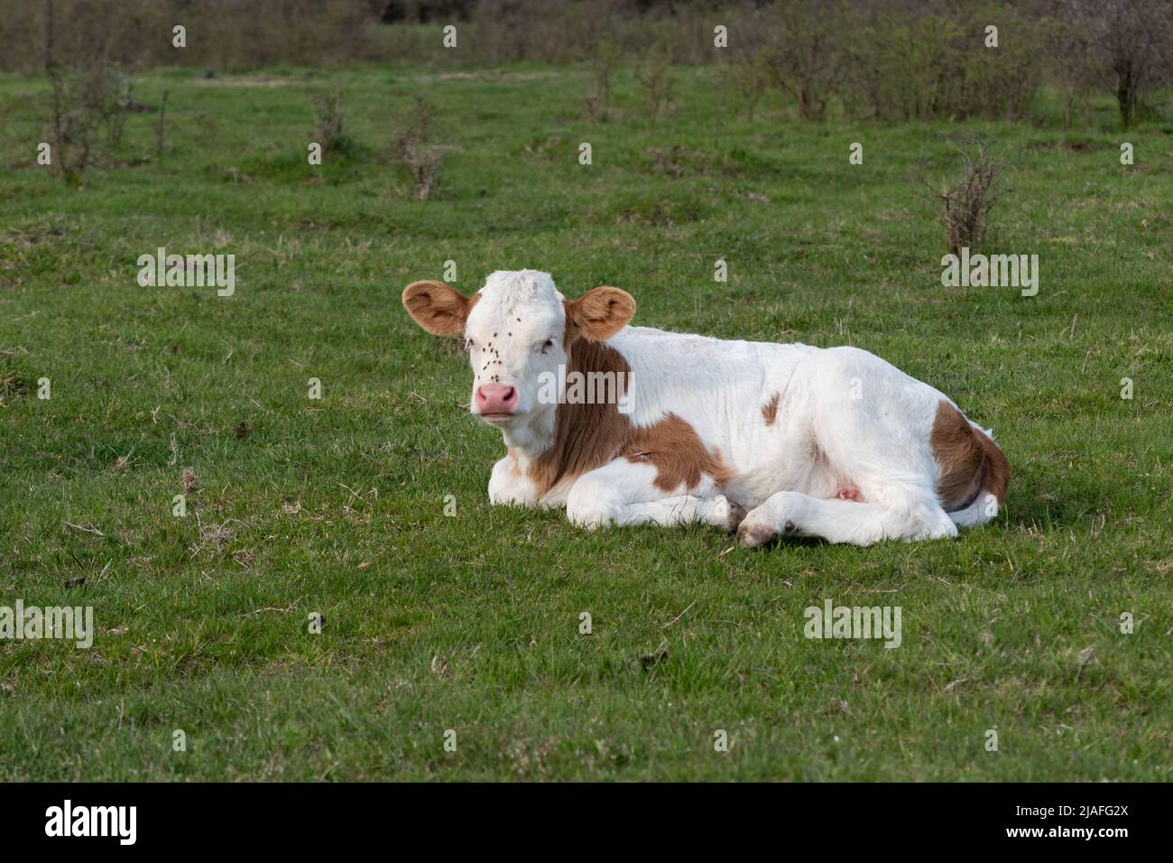 Kalb, das in Nahaufnahme auf dem Feld ruht, Jungtiere mit orangefarbenen und weißen Haaren, die sich während des Frühlingstages auf Gras auf der Weide niederlegen, ärgern Fliegen auf dem Kopf Stockfoto