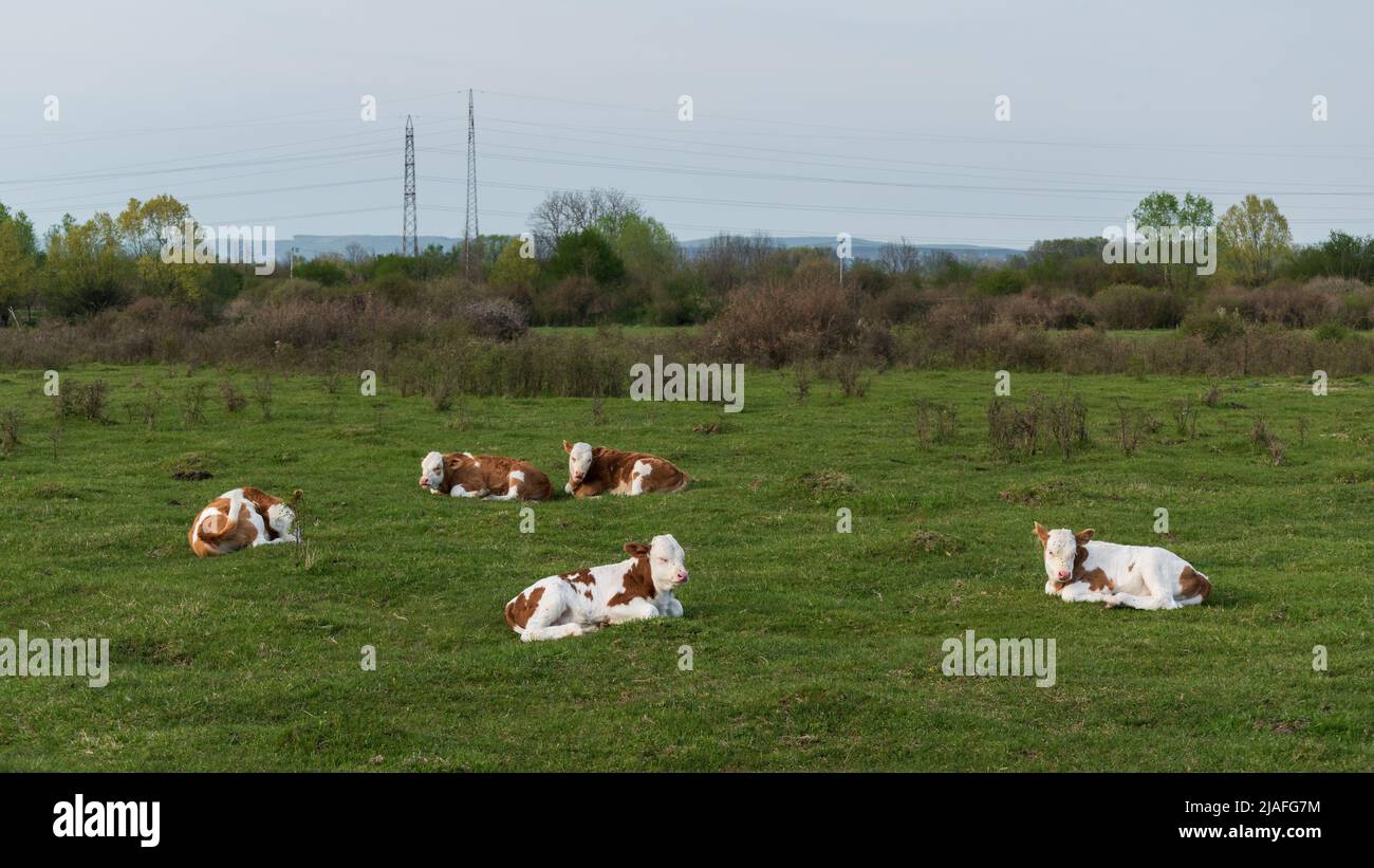 Herde von Kälbern, die auf dem Feld ruhen, Jungtiere von Haustieren mit orangefarbenen und weißen Haaren, die sich während des Frühlingstages auf Gras auf der Weide niederlegen Stockfoto
