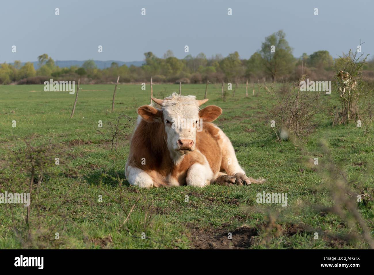 Stier ruht auf dem Feld, erwachsenes Haustier mit orangefarbenen und weißen Haaren, das sich an sonnigen Tagen auf der Weide auf Gras legt Stockfoto
