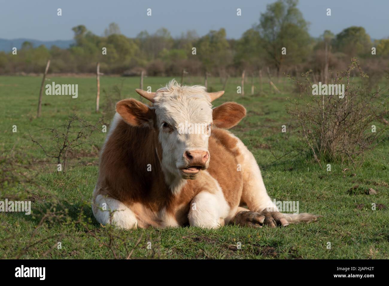 Stier, der sich in Nahaufnahme auf dem Feld ausruht, erwachsenes Haustier mit orangefarbenen und weißen Haaren, das sich an sonnigen Tagen auf der Weide auf Gras legt Stockfoto