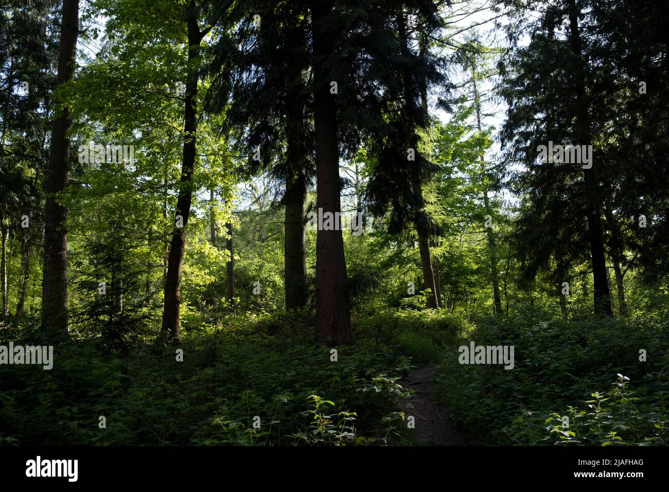 Waldszene am 14.. Mai 2022 in Upper Arley, Großbritannien. Upper Arley ist ein Dorf und eine zivile Gemeinde in der Nähe von Kidderminster im Wyre Forest District von Worcestershire, England. Stockfoto