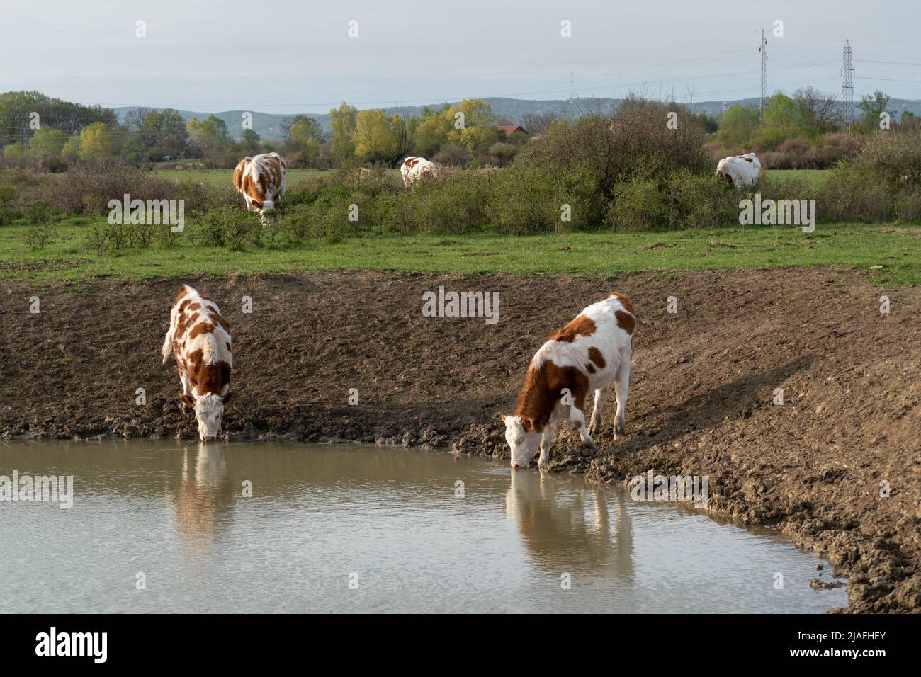 Durstige Kühe, die Wasser aus der Wasserstelle trinken, Wasserversorgung für Haustiere in der Freilandhaltung, Kühe mit orangefarbenen und weißen Haaren Stockfoto