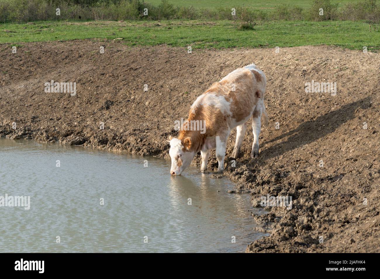 Durstige Kuh Trinkwasser aus Wasserloch, Wasserversorgung für Haustiere in Freilandhaltung Stockfoto