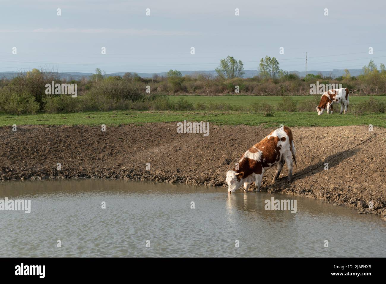 Durstige Kuh Trinkwasser aus Wasserloch, Wasserversorgung für Haustiere in Freilandhaltung, Kuh mit orangen und weißen Haaren Stockfoto