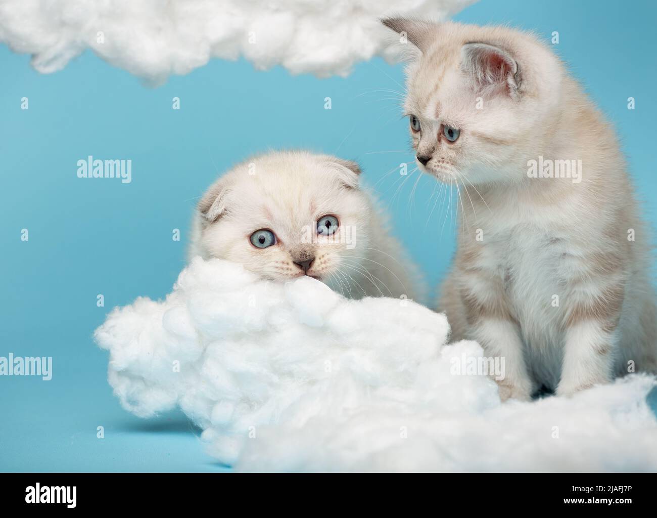 Nahaufnahme eines kleinen Kätzchens, das beobachtet, wie ein anderes Kätzchen auf blauem Hintergrund eine Baumwollwolke nagt. Cremefarbene schottische Jungtiere mit blauem e Stockfoto
