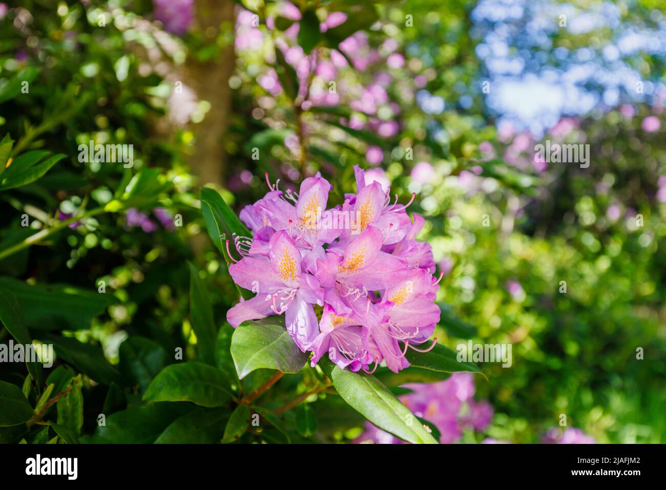 Purple Rhododendron Ponticum mit einem gesprenkelten gelben Kehlchen blüht in den Valley Gardens, Virginia Water, Surrey / Balkshire, Spätsommer/Spätsommer Stockfoto