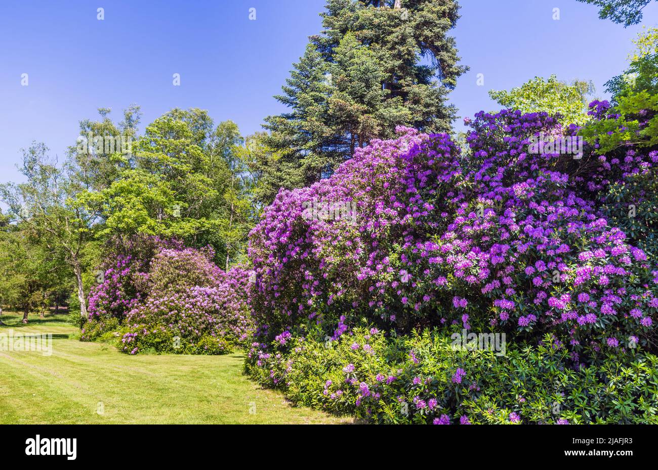 Purple Rhododendron Ponticum blüht in den Valley Gardens, Virginia Water in Surrey / Balkshire im späten Frühjahr / Frühsommer an einem sonnigen Tag Stockfoto