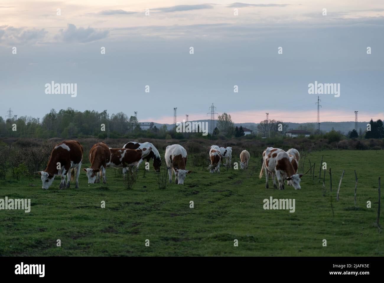 Herde von Kühen, die auf Weiden grasen, mit Kamera, Haustieren in Freilandhaltung und elektrischen Pylonen im Hintergrund während des bewölkten Abends Stockfoto
