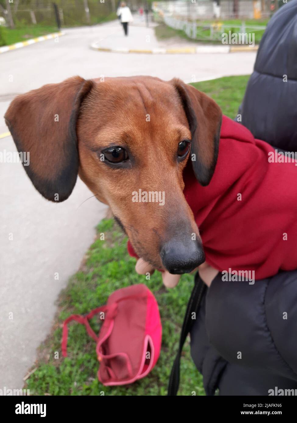 Kleiner Dackel auf der Hand. Nahaufnahme im Hochformat Stockfoto