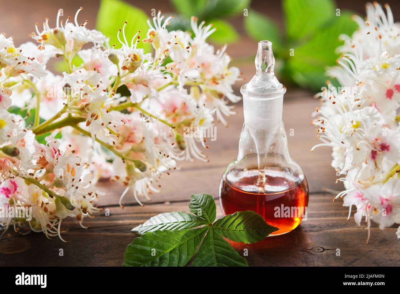 Flasche Infusion oder Tinktur von Blütenkastanienbaum. Blühende Rosskastanienzweige und Blätter. Alternative Kräutermedizin Stockfoto