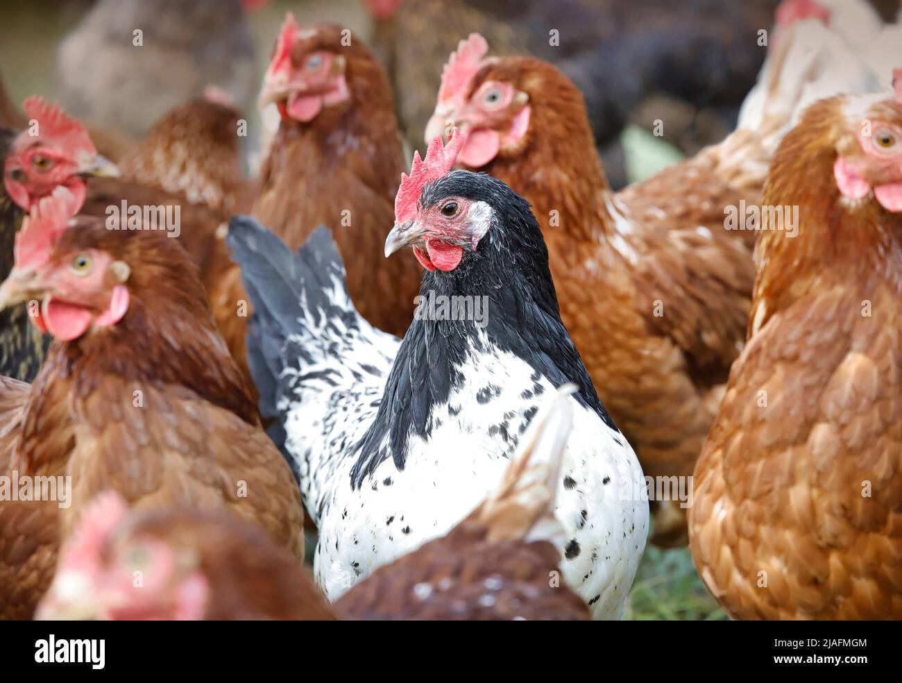Ein schwarz-weißer Hahn in einer Gruppe von braunen Hühnern. Stockfoto