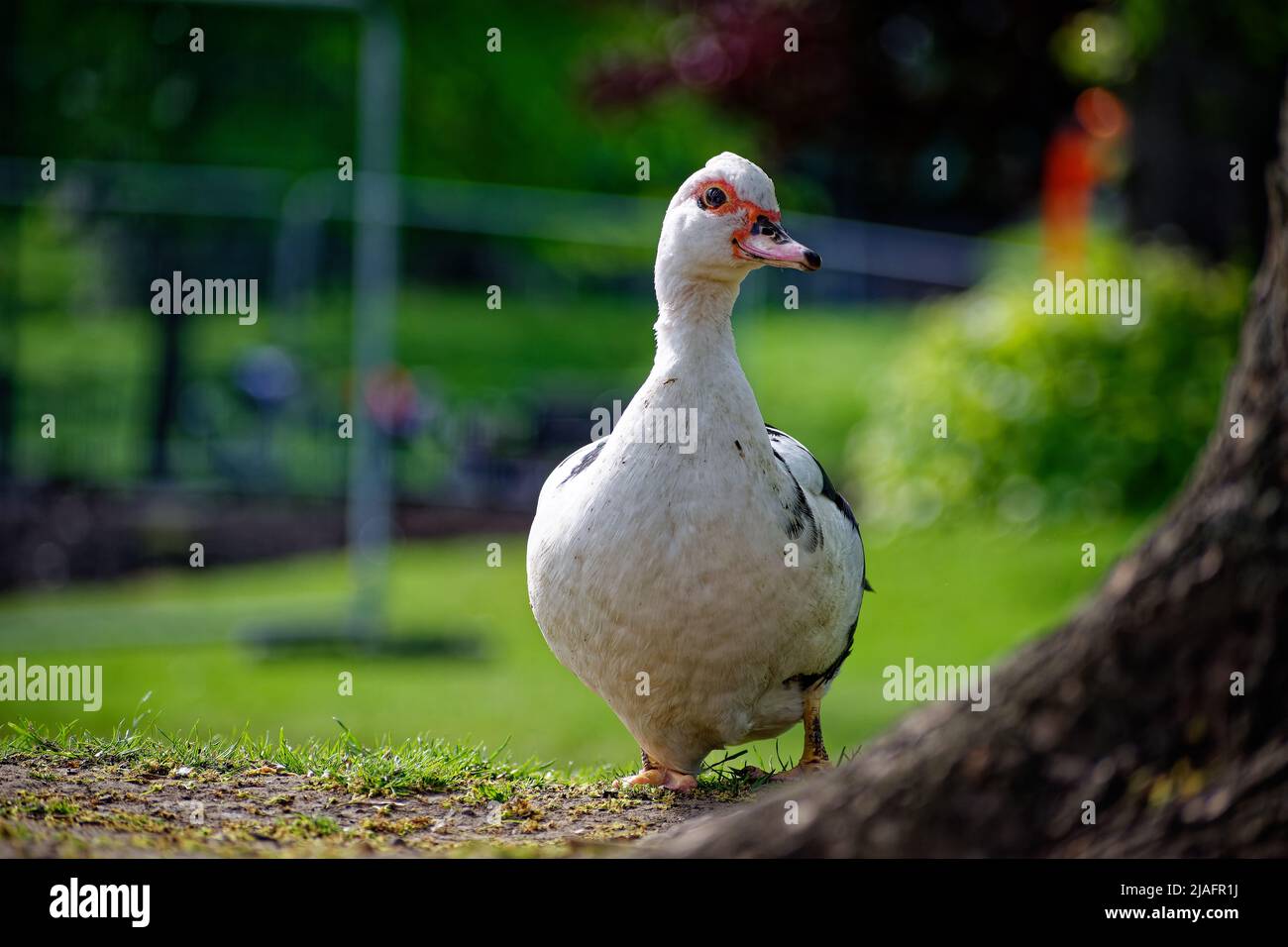 Häusliche weibliche moskauer Ente in einem Park, an einem Baum. Stockfoto