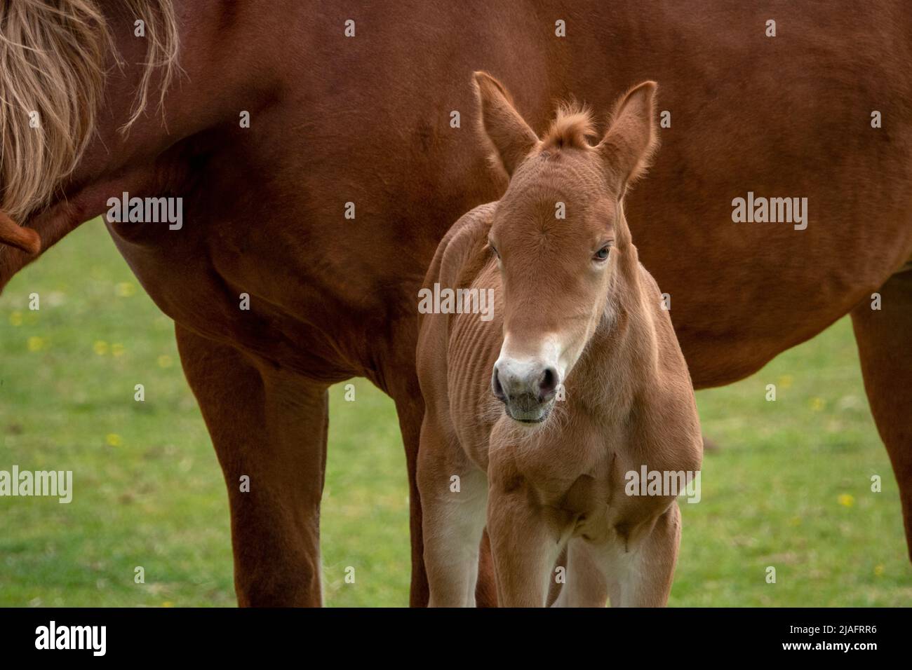 Eine Suffolk Punch Stute und ein zweitägiges Fohlen zusammen auf einem Feld Stockfoto