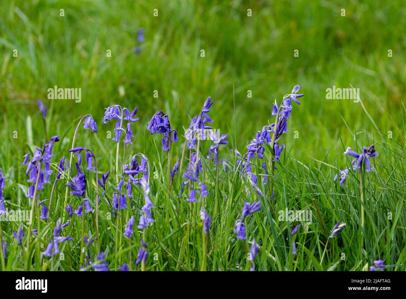 Englische Bluebells wachsen an der Seite einer Wiese in Yorkshire. Stockfoto