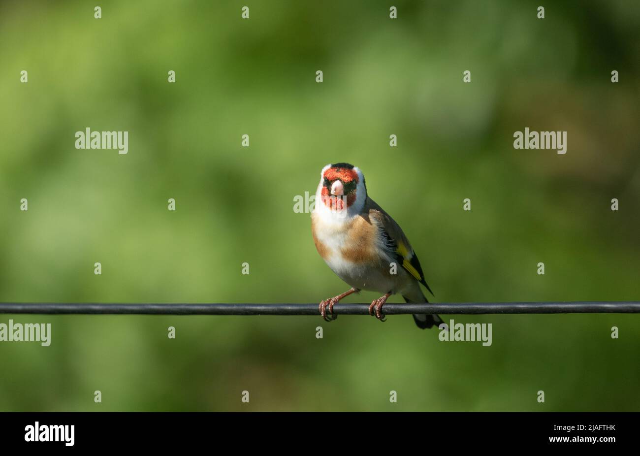 Ein einzelner Goldfink, der auf einem Kabel thront. Der grüne Hintergrund sorgt für einen negativen Raum. Stockfoto