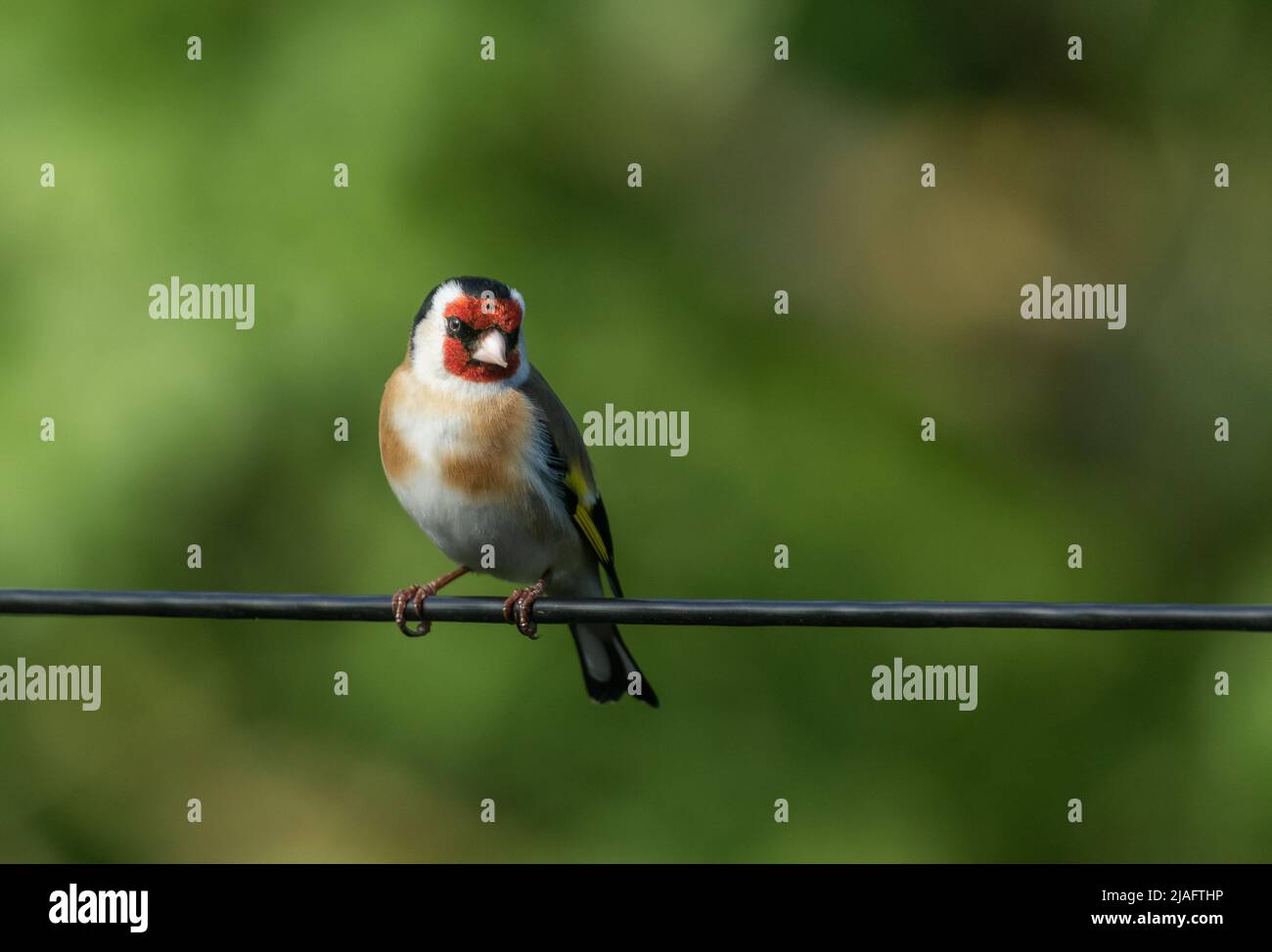 Ein einzelner Goldfink, der auf einem Kabel thront. Der grüne Hintergrund sorgt für einen negativen Raum. Stockfoto