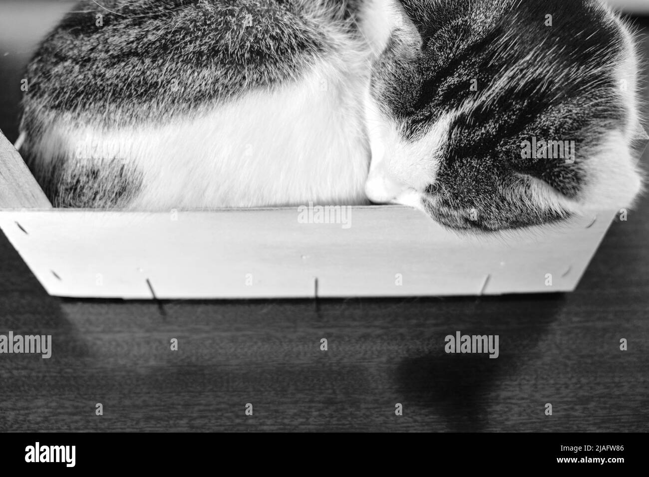Ein Hauskatzenschläfrig rollte sich in einer Holzkiste zusammen. Stockfoto