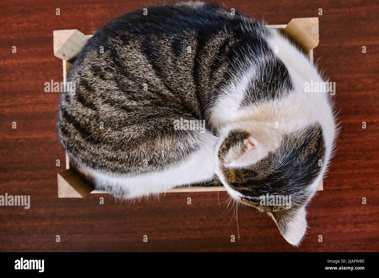 Ein Hauskatzenschläfrig rollte sich in einer Holzkiste zusammen. Stockfoto