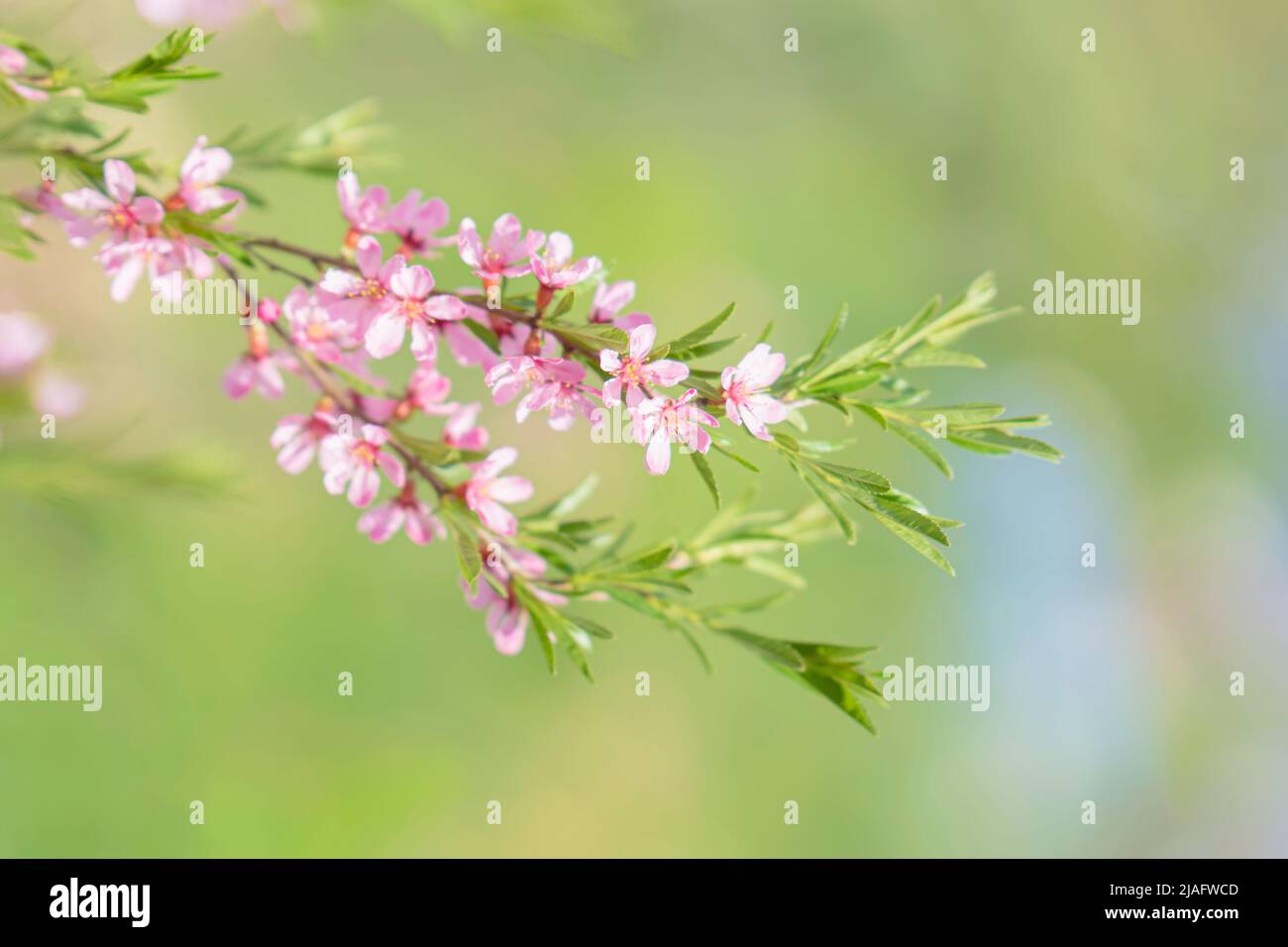Frühling zarte szenische Blumen Nahaufnahme im Garten, natürlicher Hintergrund. Selektiver Fokus Stockfoto