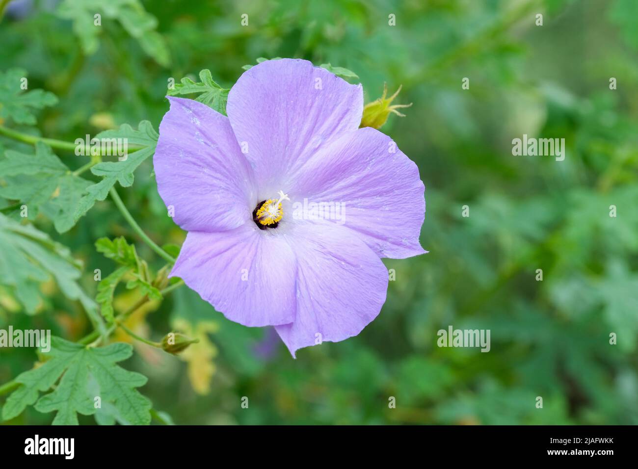 Alyogyne huegelii, blauer Hibiskus, lila Hibiskus, Hibiscus huegelii. Blasser Fliederblüte Stockfoto