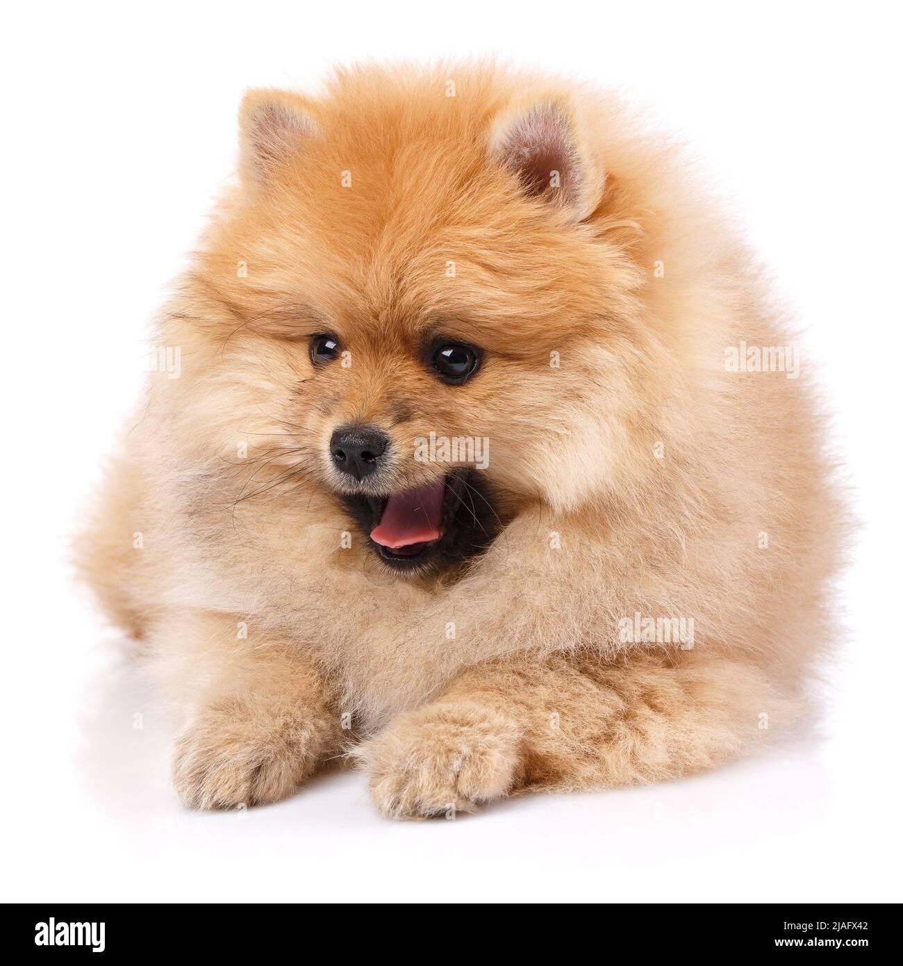 Hunderasse Pommersche Spitz auf weißem Hintergrund. Hund liegt mit offenem Mund und schaut zur Seite. Stockfoto