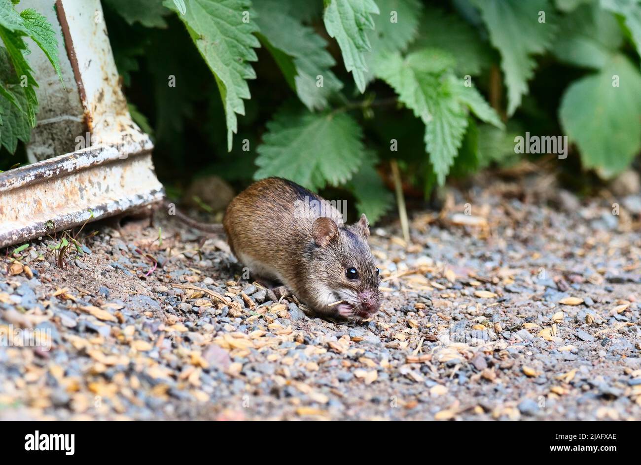 Maus Mit Schwarzen Streifen Auf Dem Rücken www.alamy.de