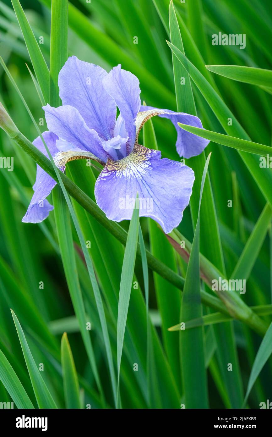 Iris sibirica 'Ego'. Sibirische Iris „Ego“. Blassblaue Iris Stockfoto