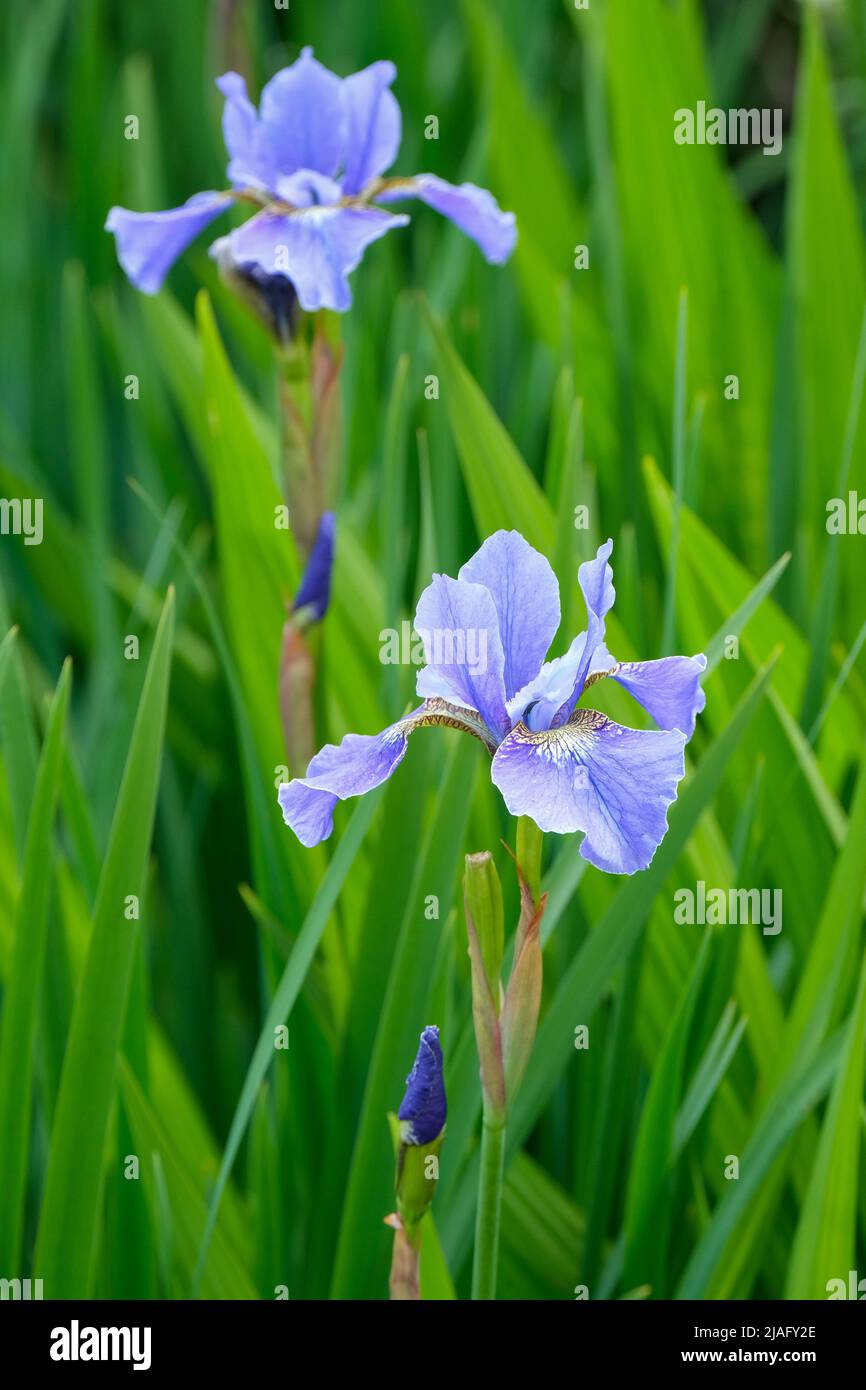 Iris sibirica 'Ego'. Sibirische Iris „Ego“. Blassblaue Iris Stockfoto