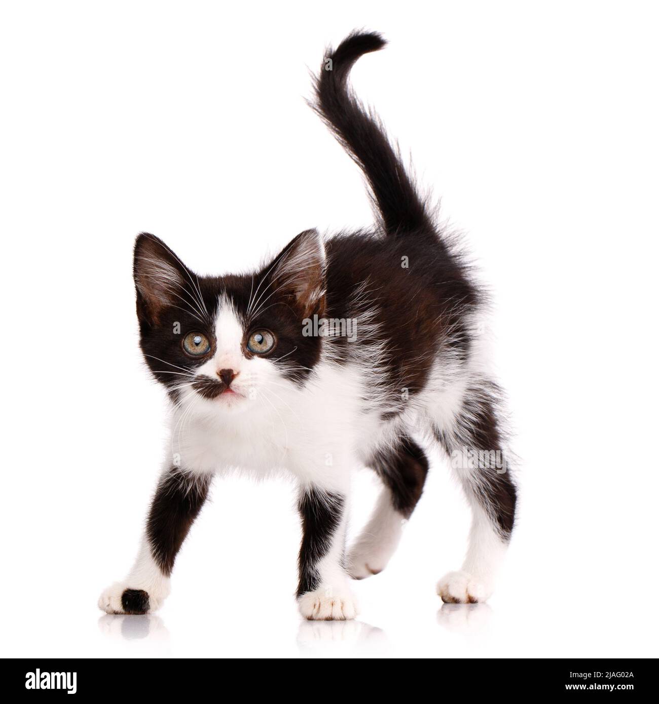 Porträt eines verspielten fokussierten schwarz-weißen Kätzchens, das angreifen will. Kleines einheimisches Raubtier mit einem Fleck im Gesicht und einem erhöhten Schwanz. Isoliert Stockfoto