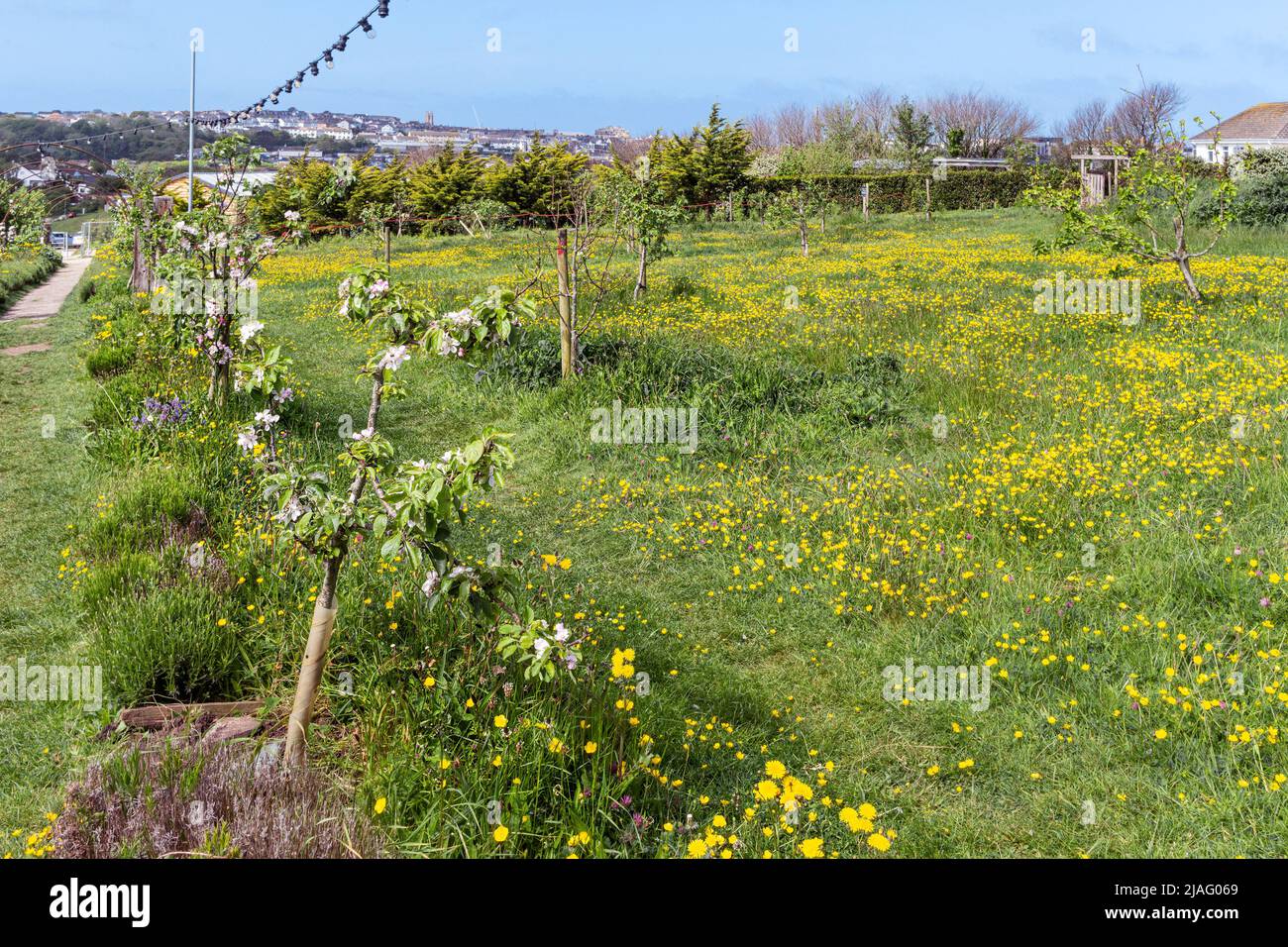 Wildblumen wachsen in einem Grasgebiet in Newquay Orchard eine Gemeinschaftsinitiative in Newquay in Cornwall im Vereinigten Königreich. Stockfoto