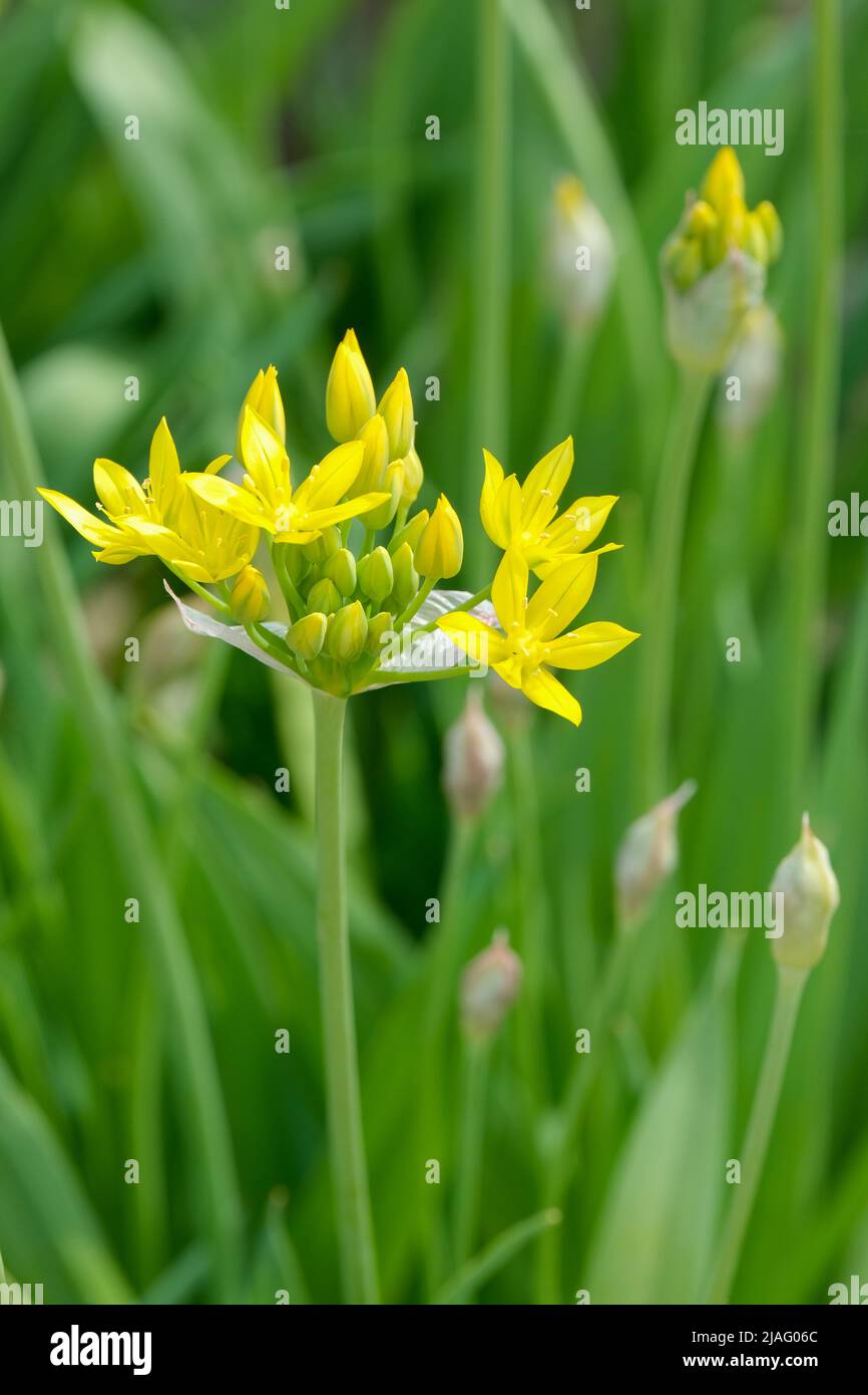 Allium moly 'Jeannine', gelber Knoblauch 'Jeannine'. Gelber Knoblauch, goldener Knoblauch, Lauch. Dekorative Zwiebel mit gelben Blüten Stockfoto