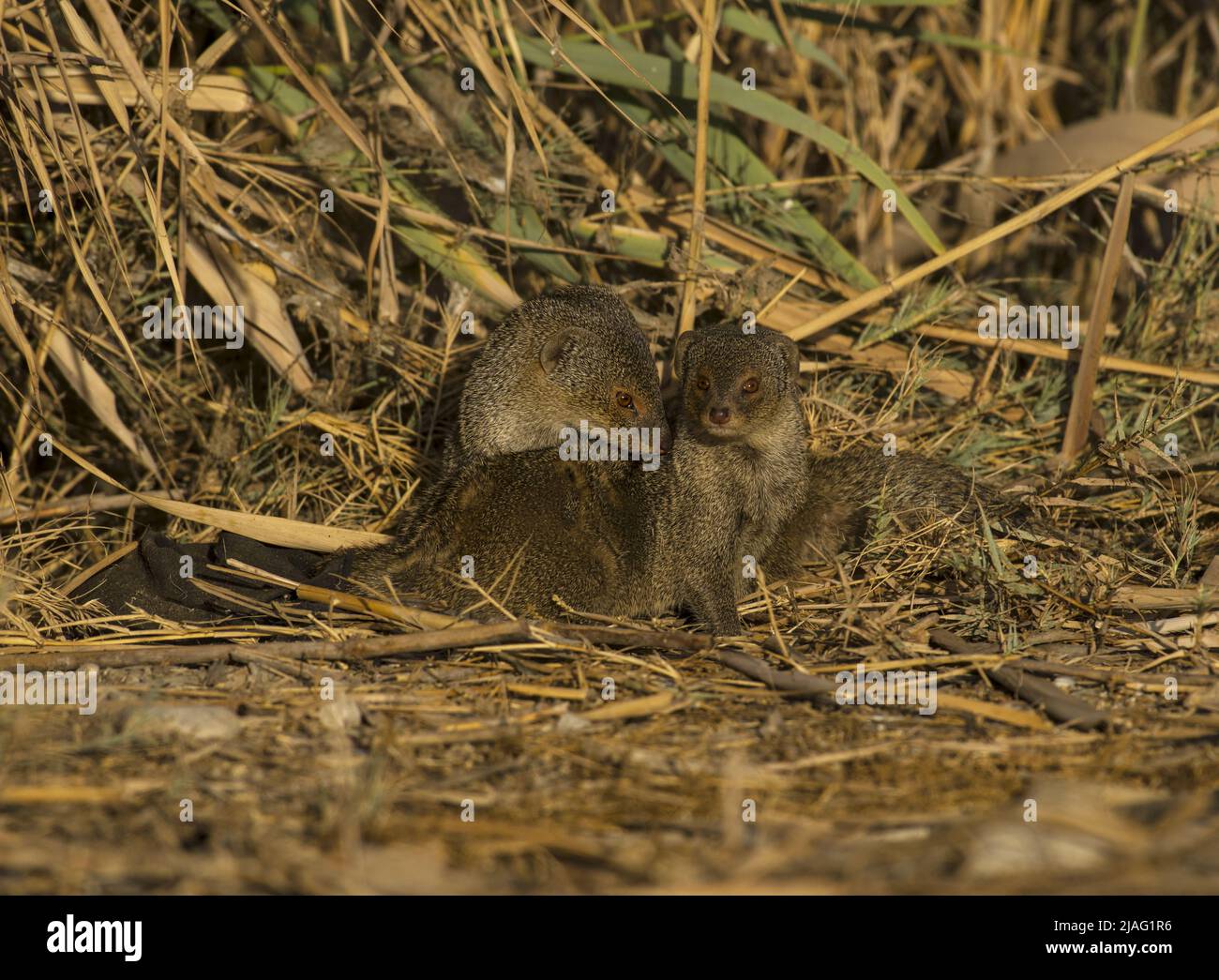 Die gebänderte Mungos (Mungos mungo) ist eine Mungoart, die aus der Sahelzone bis ins südliche Afrika beheimatet ist. Stockfoto