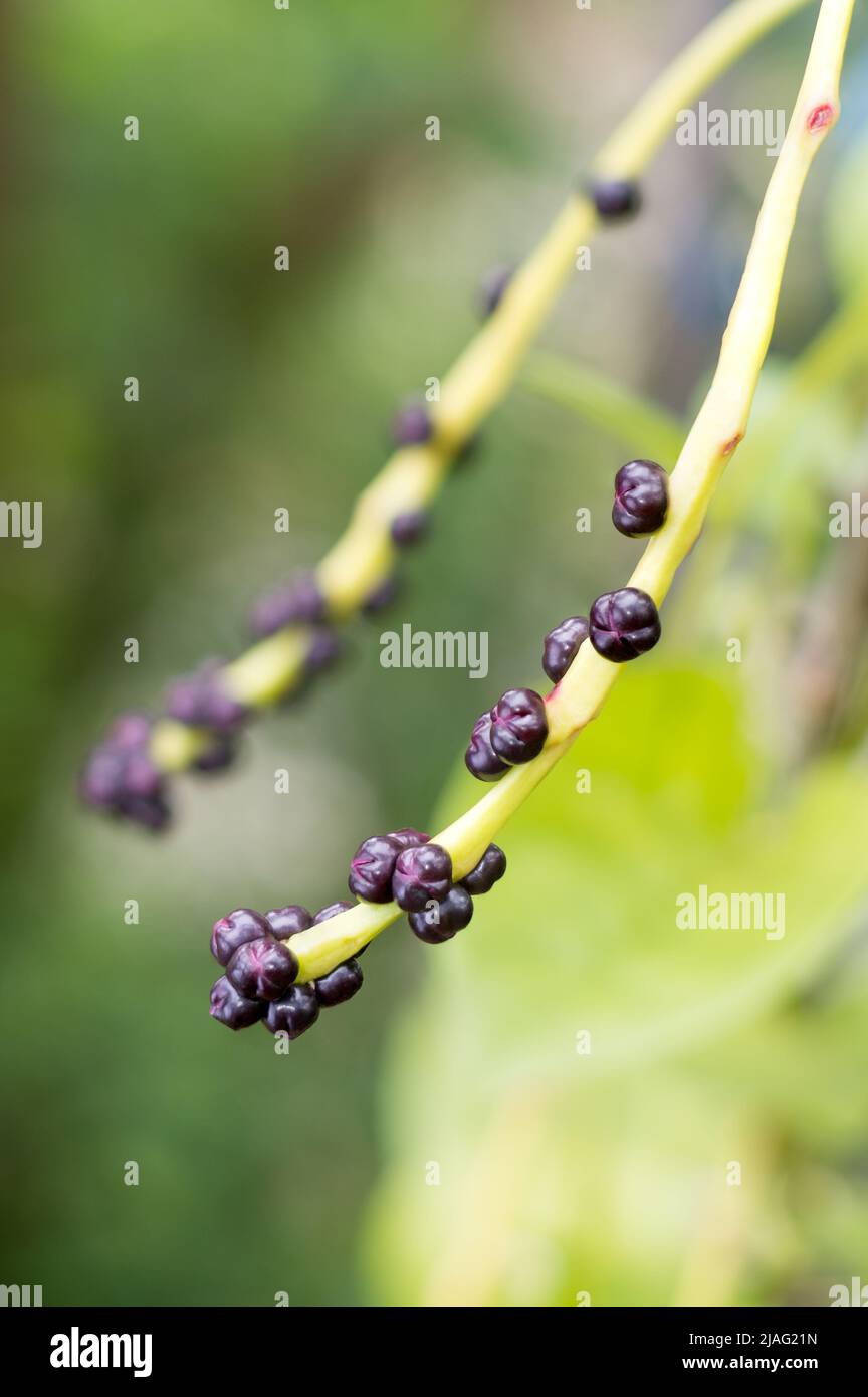 malabar Spinat oder ceylon Spinat Pflanzensamen, Basella Alba oder Basella rubra bekannt als Weinspinat, Heilkräuter Nahaufnahme Stockfoto