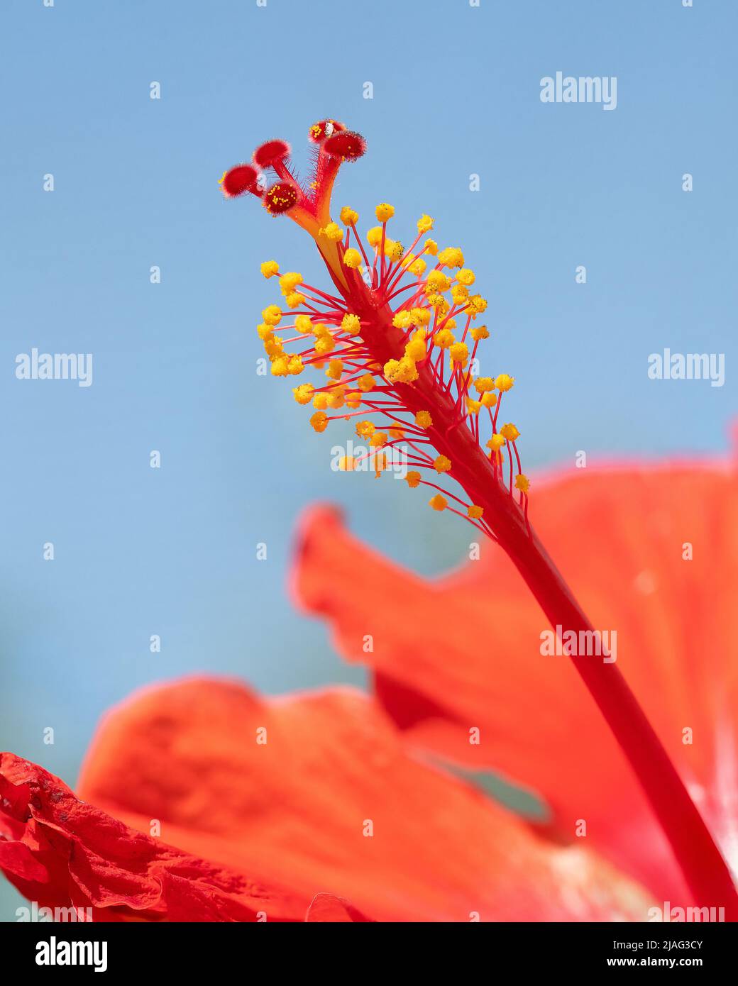 Nahaufnahme des Hibiskus Stockfoto