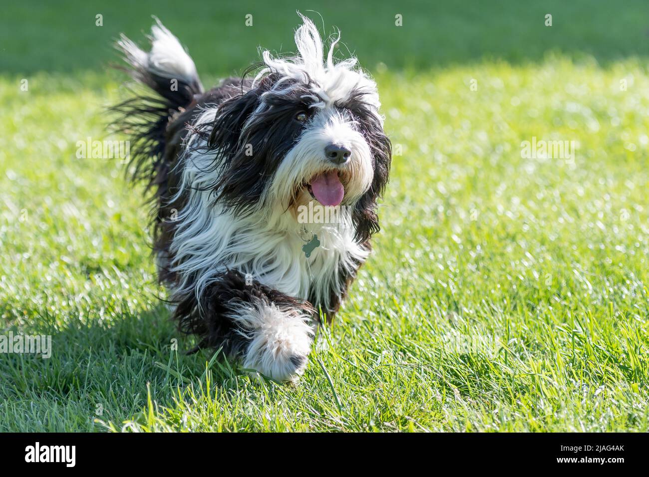 Schöner Hund für einen Spaziergang Stockfoto